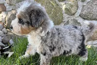 Javie , a male Bernedoodle for sale in Shipshewana, IN – 4 of 6