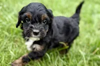 Omar, a male Bernedoodle for sale in Shipshewana, IN – 8 of 10