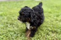Omar, a male Miniature Bernedoodle for sale in Shipshewana, IN – 8 of 9