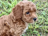 Bailey, a female Poodle - Toy  for sale in Shipshewana, IN – 9 of 10