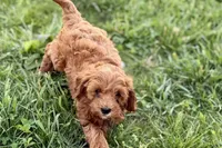 Waldo, a male Miniature Goldendoodle for sale in Shipshewana, IN – 5 of 10