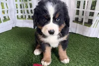 Jody, a female Bernese Mountain Dog for sale in Shipshewana, IN – Photo 5 of 9