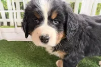 Jody, a female Bernese Mountain Dog for sale in Shipshewana, IN – Photo 3 of 9