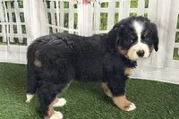 Jody, a female Bernese Mountain Dog for sale in Shipshewana, IN – Photo 6 of 9