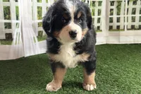 Jody, a female Bernese Mountain Dog for sale in Shipshewana, IN – Photo 7 of 9