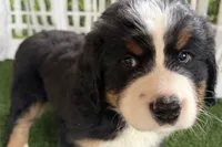 Jody, a female Bernese Mountain Dog for sale in Shipshewana, IN – Photo 2 of 9