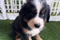 Jody, a female Bernese Mountain Dog for sale in Shipshewana, IN – Photo 4 of 9