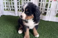 Jody, a female Bernese Mountain Dog for sale in Shipshewana, IN – Photo 8 of 9