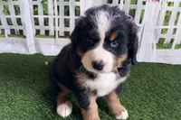 Jody, a female Bernese Mountain Dog for sale in Shipshewana, IN – Photo 9 of 9