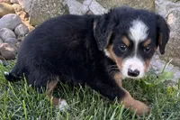 Jen, a female Bernedoodle for sale in Shipshewana, IN – 2 of 5
