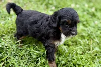 Omar, a male Bernedoodle for sale in Shipshewana, IN – 9 of 10