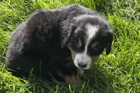 Hank, a male Bernese Mountain Dog for sale in Shipshewana, IN – 3 of 6