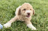 Yonder, a male Goldendoodle for sale in Shipshewana, IN – 6 of 10
