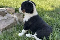 Janice, a female Bernedoodle for sale in Shipshewana, IN – 6 of 7