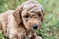 Comet , a male Poodle - Toy  for sale in Shipshewana, IN – 7 of 8
