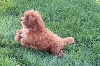 Benny, a male Poodle - Toy  for sale in Shipshewana, IN – 9 of 9