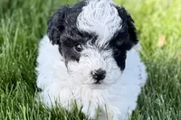 Parker, a male Poodle - Miniature  for sale in Shipshewana, IN – 2 of 10