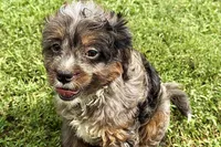 Orion, a male Bernedoodle for sale in Shipshewana, IN – 3 of 8