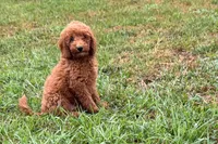 Chip, a male Poodle - Toy  for sale in Shipshewana, IN – 1 of 9
