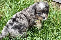 Orion, a male Bernedoodle for sale in Shipshewana, IN – 2 of 9