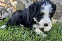 Julia, a female Bernedoodle for sale in Shipshewana, IN – 6 of 8