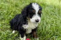 York, a male Bernese Mountain Dog and Miniature Bernedoodle for sale in Shipshewana, IN – 7 of 9