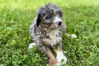 Yola, a female Bernese Mountain Dog and Miniature Bernedoodle for sale in Shipshewana, IN – 5 of 10
