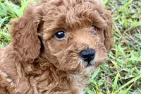 Bailey, a female Poodle - Toy  for sale in Shipshewana, IN – 3 of 10