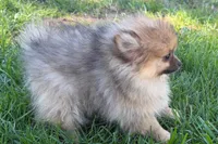 Urie, a male Pomeranian for sale in Shipshewana, IN – 7 of 8