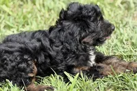 Olivia , a female Miniature Bernedoodle for sale in Shipshewana, IN – 8 of 9
