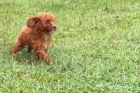 Benny, a male Poodle - Toy  for sale in Shipshewana, IN – 3 of 8