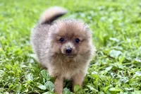 Whimsy, a female Pomeranian for sale in Shipshewana, IN – 8 of 10