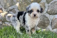 Jara, a female Bernedoodle for sale in Shipshewana, IN – 6 of 6