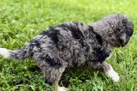 Yeller, a male Bernese Mountain Dog and Miniature Bernedoodle for sale in Shipshewana, IN – 8 of 9