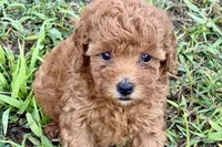 Bristol, a female Poodle - Toy  for sale in Shipshewana, IN – 6 of 9