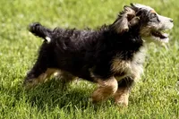 Oaklynn, a female Bernedoodle for sale in Shipshewana, IN – 8 of 9