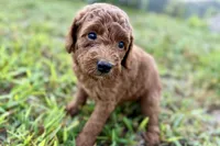 Chip, a male Poodle - Toy  for sale in Shipshewana, IN – 9 of 10