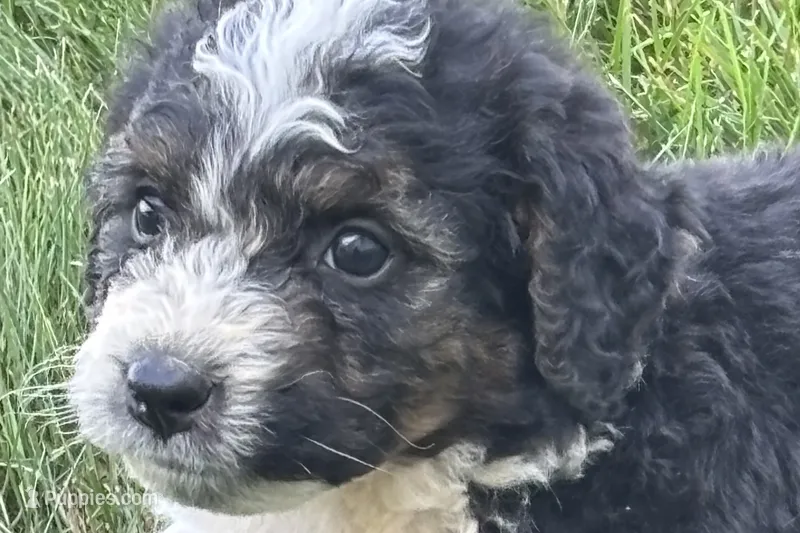 Jericho  – Bernedoodle puppy for sale in Shipshewana, IN