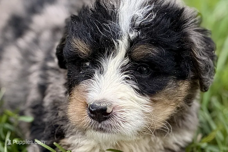 Yeller – Bernese Mountain Dog, Miniature Bernedoodle puppy for sale in Shipshewana, IN