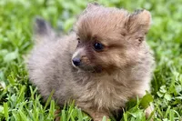 Whimsy, a female Pomeranian for sale in Shipshewana, IN – 9 of 10