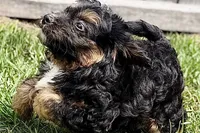 Odin, a male Miniature Bernedoodle for sale in Shipshewana, IN – 4 of 10