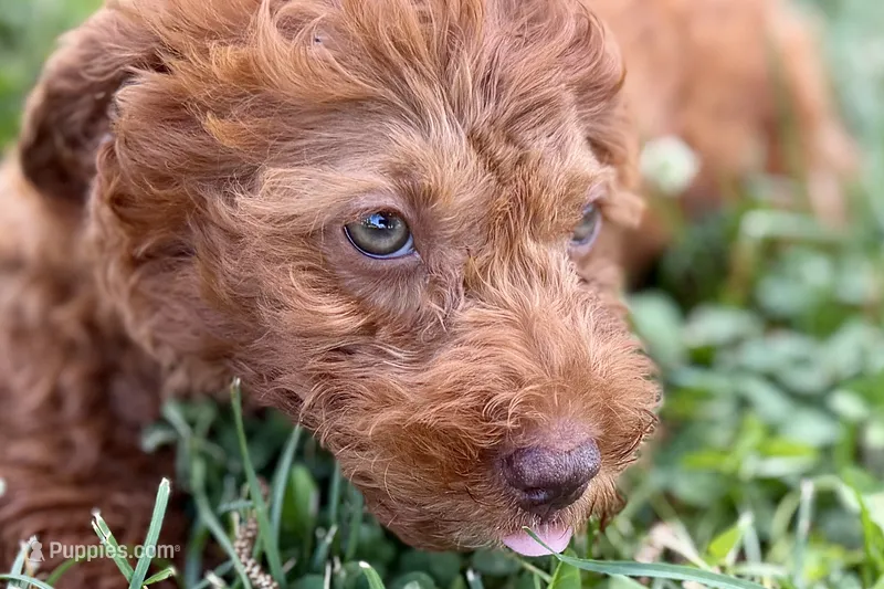 Waverly – Miniature Goldendoodle puppy for sale in Shipshewana, IN