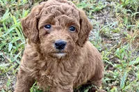 Chip, a male Poodle - Toy  for sale in Shipshewana, IN – 10 of 10