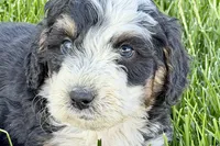 Oak, a male Bernedoodle for sale in Shipshewana, IN – 7 of 8