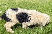 Willow , a female Miniature Bernedoodle for sale in Shipshewana, IN – 10 of 10