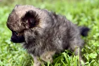 Waffles, a male Pomeranian for sale in Shipshewana, IN – 3 of 9