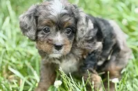 Orion, a male Bernedoodle for sale in Shipshewana, IN – 3 of 9