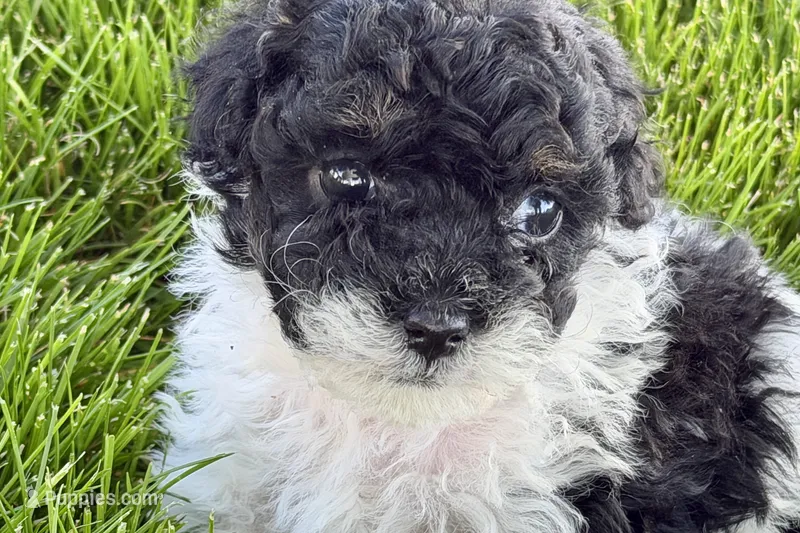 Paris – Poodle - Miniature  puppy for sale in Shipshewana, IN