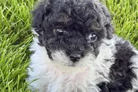 Paris, a female Poodle - Miniature  for sale in Shipshewana, IN – 1 of 9