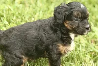Ordin, a male Bernedoodle for sale in Shipshewana, IN – 4 of 9